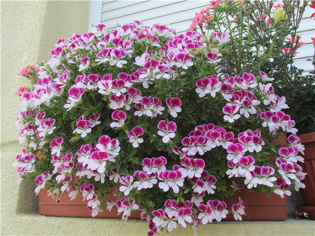 engleske pelargonije